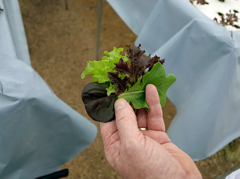 peninsula farms lettuce