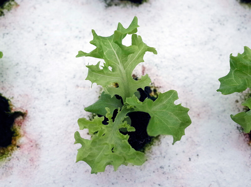 peninsula farms lettuce