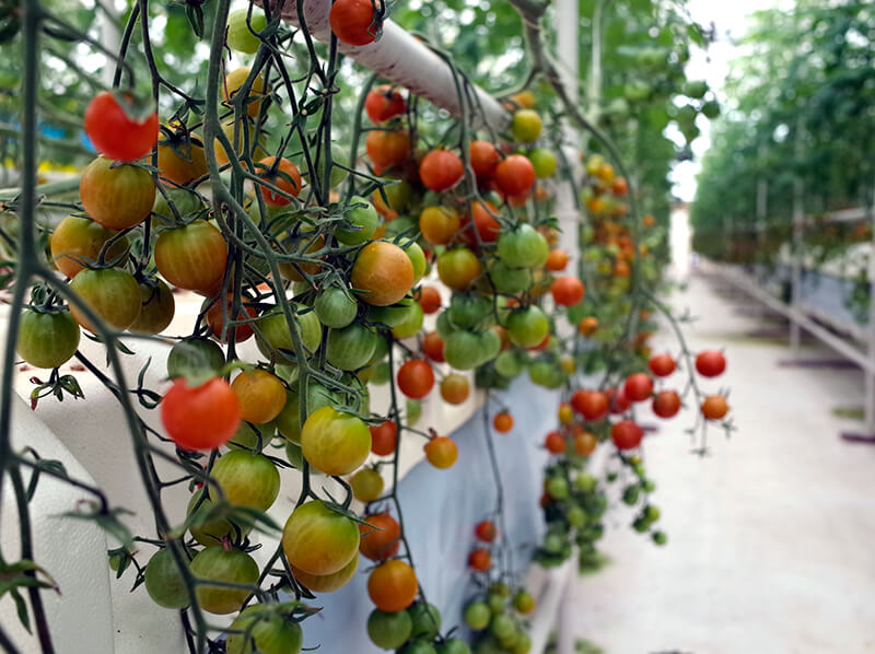 peninsula farms tomato